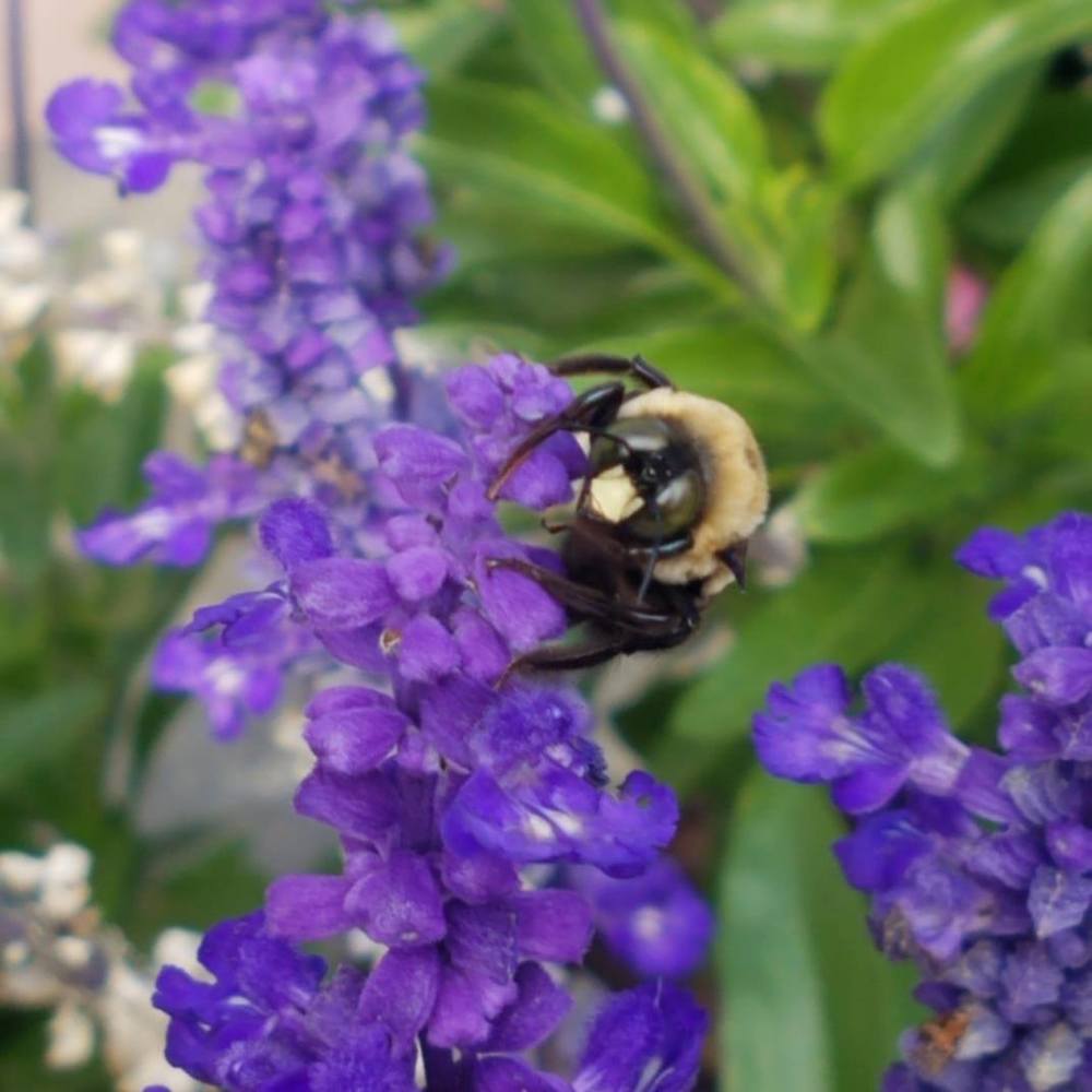 Meet your Posher, Eugenia